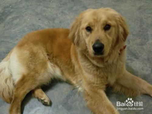 大型犬怎么保养骨骼 百度经验 大型犬怎么保养骨骼 百度经验