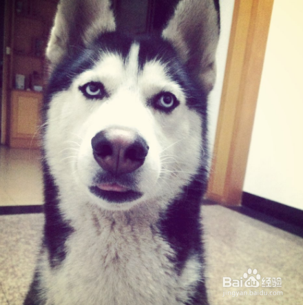狗狗不听话怎么办在训犬帮训犬应该怎么做