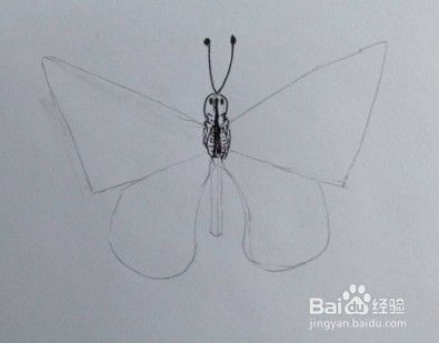 蝴蝶画法教程（9）怎么画，如何画蝴蝶？线描画