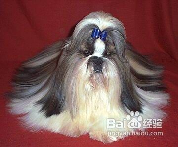 西施犬的日常养护