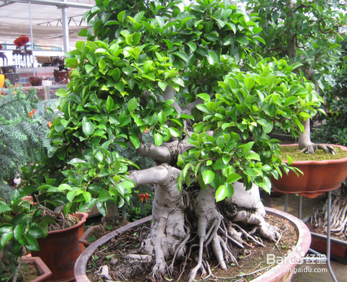 养花护花小常识!