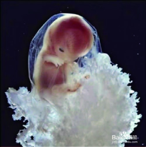 受精卵如何一步步成长成胎儿