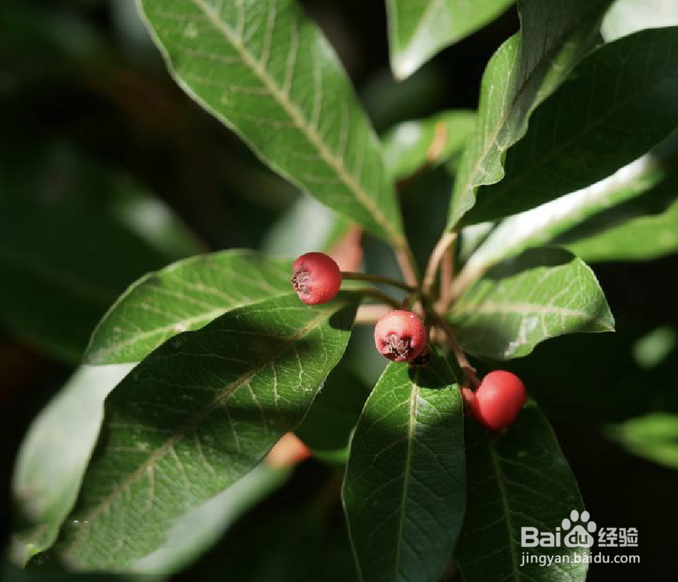 红果树怎么种植