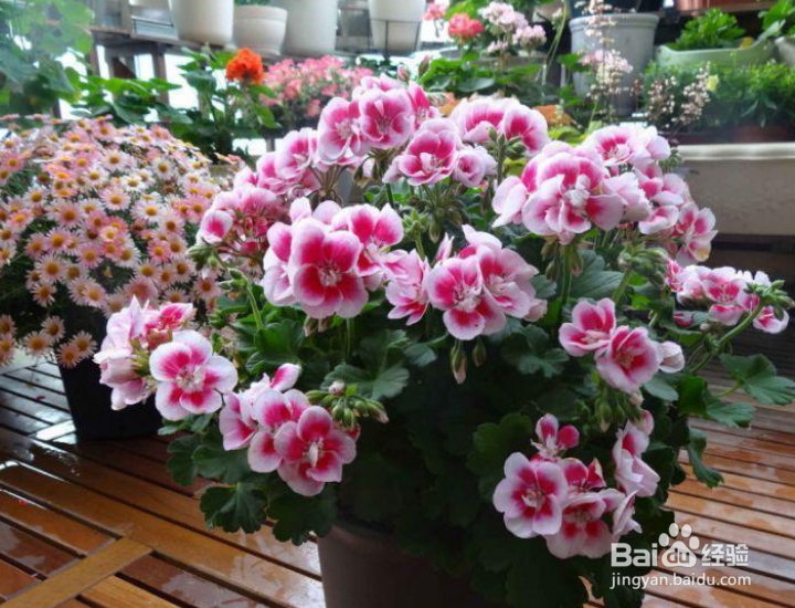 花上面有白色的小虫子怎么办