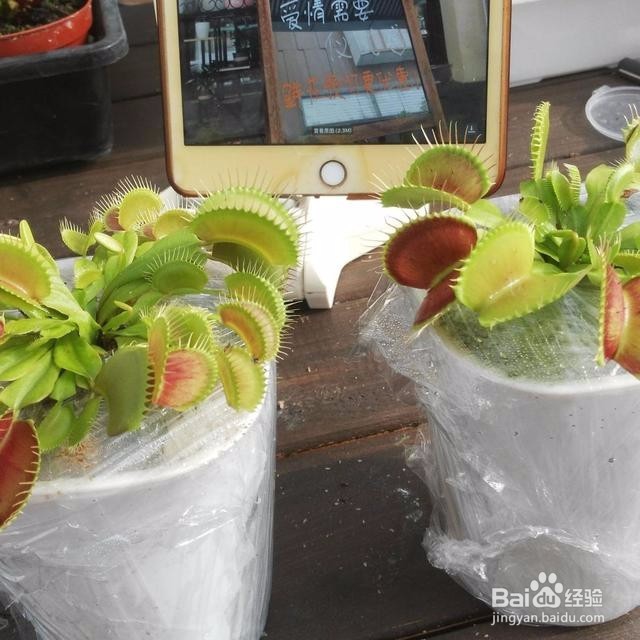 几种驱蚊的花草