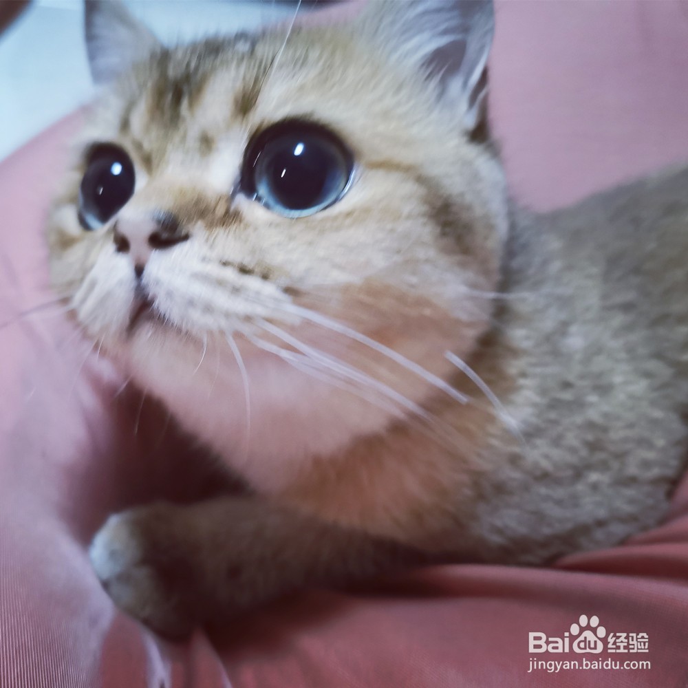 被小猫抓伤表皮怎么办