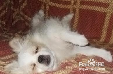 狗狗癫疯注意事项