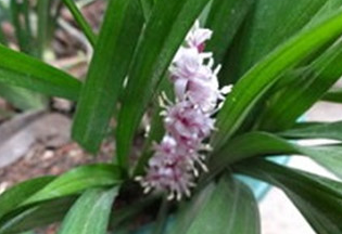 吉祥草养殖方法和注意事项