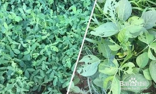 花生蓟马防治方法