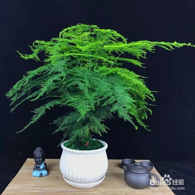 文竹叶子黄了应该怎么办