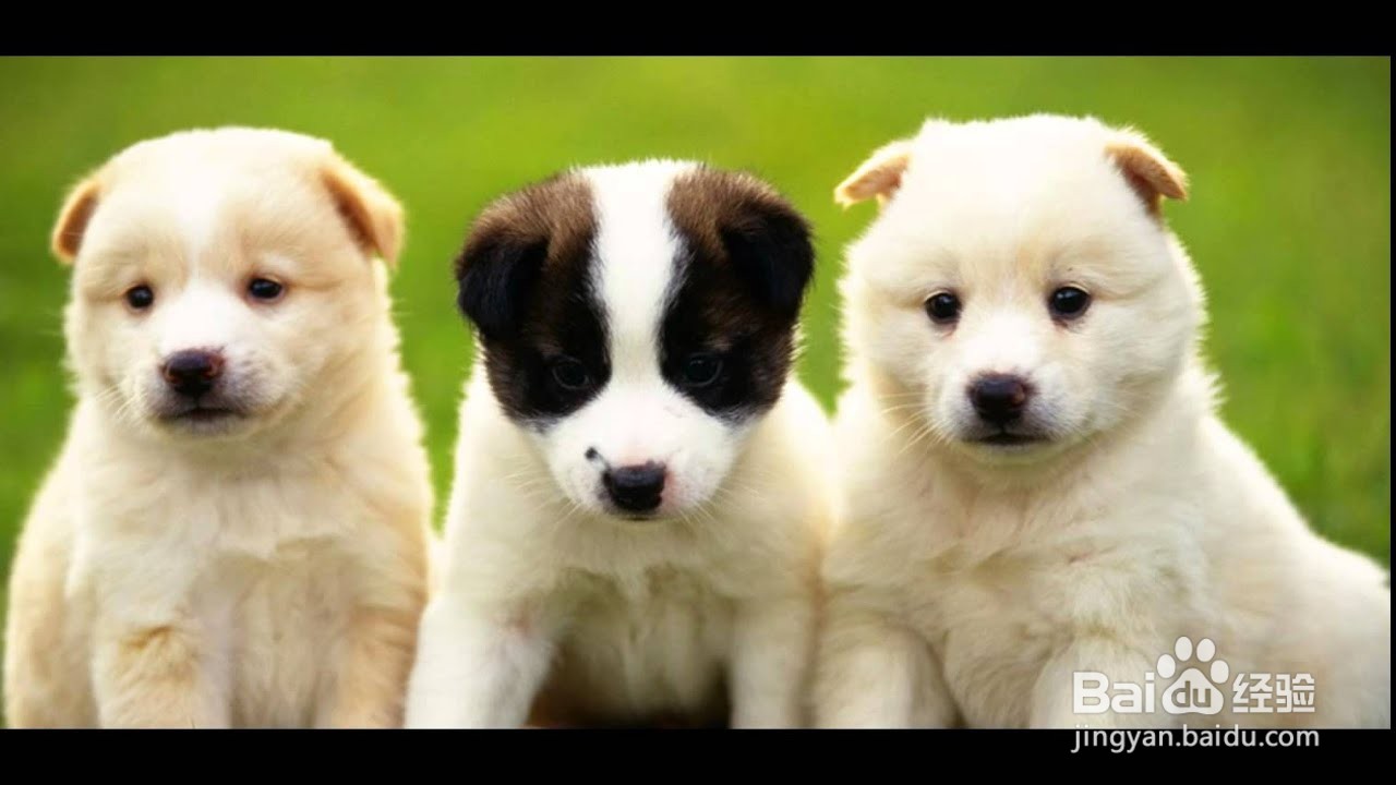 狗乱尿拉屎怎么办