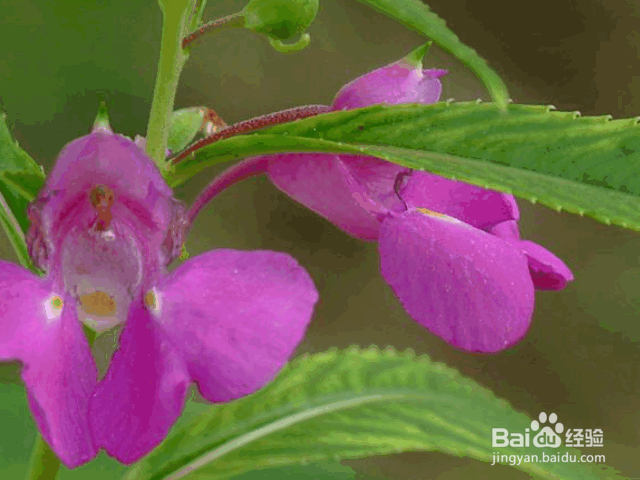 凤仙花的养殖方法和注意事项