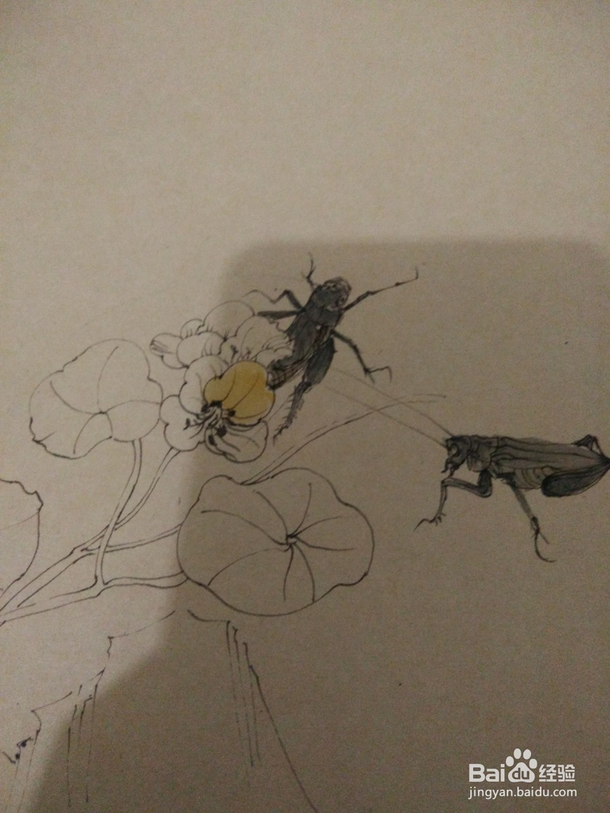 如何用卡纸画蟋蟀