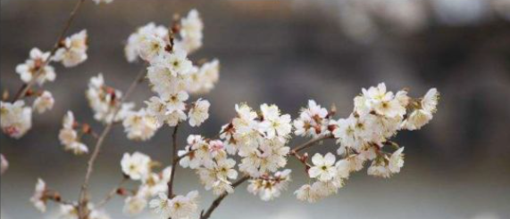 吃樱桃吃到虫子怎么办