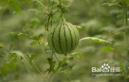 怎么样可以面部除皱？食疗是王道