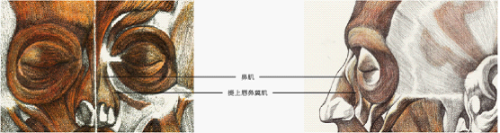 如何画好素描头像三