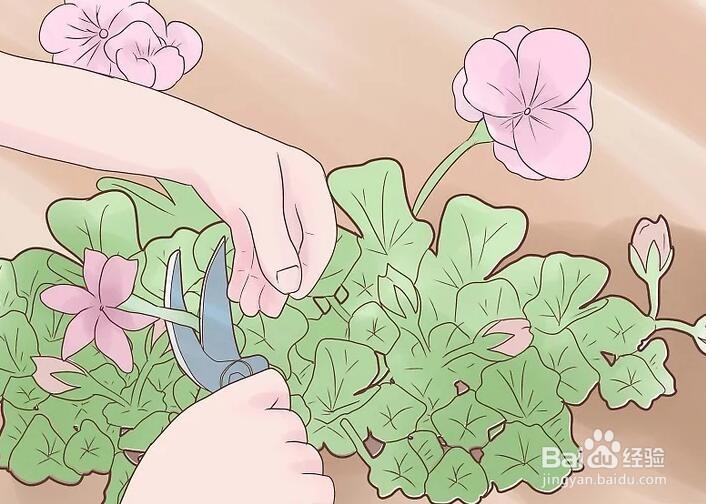 如何种植天竺葵