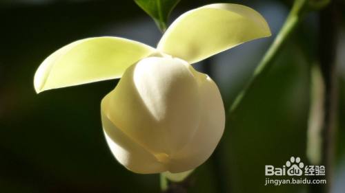 夜香花怎么煮 百度经验 夜香花怎么煮 百度经验