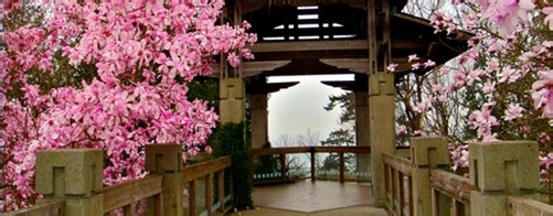 加拿大移民生活：[2]温哥华樱花赏花攻略