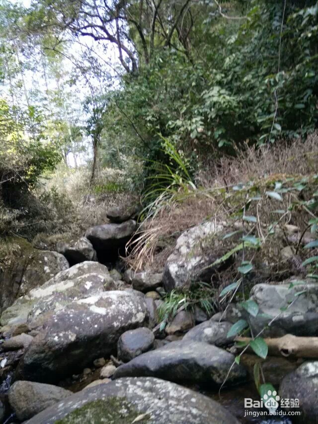 江西省马头山原始森林指南