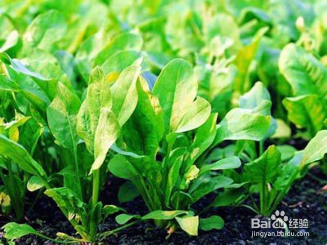 西洋参微生物菌肥怎样用效果好？