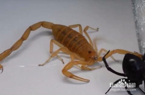 如果被黑寡妇蜘蛛咬了怎么办？