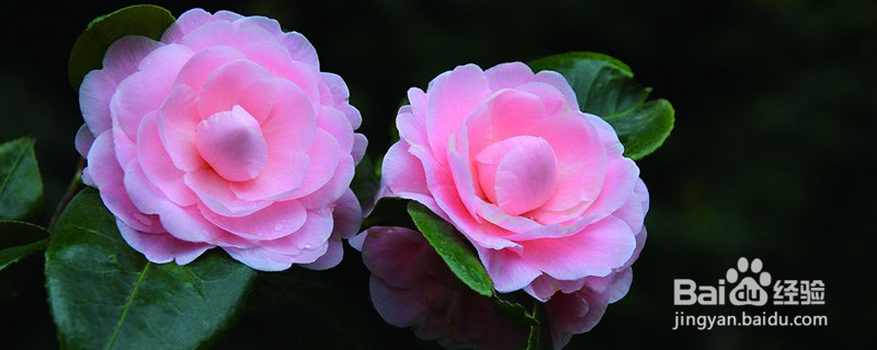 茶花修剪时间和方法