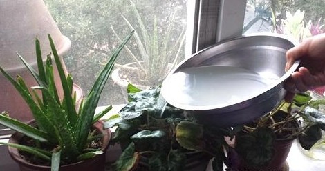 您真的知道怎么用淘米水浇花吗?