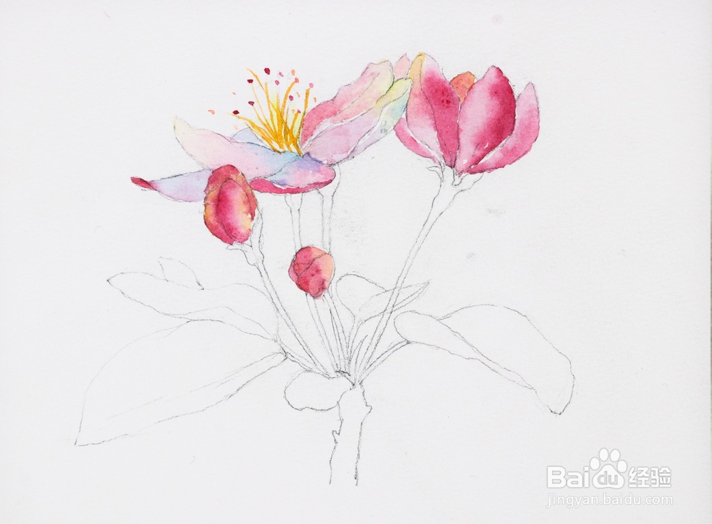 水彩花卉教程 | 跟又画一起画一幅海棠花吧