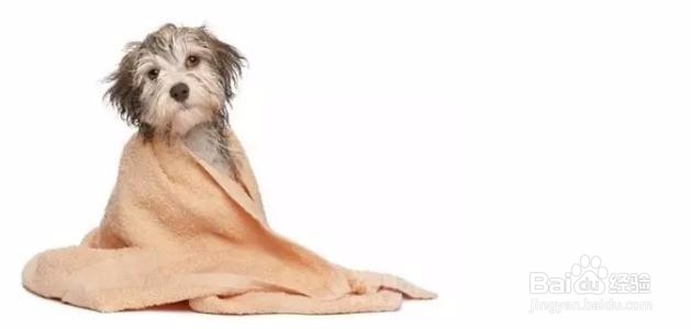 幼犬接种疫苗的正常程序和注意事项