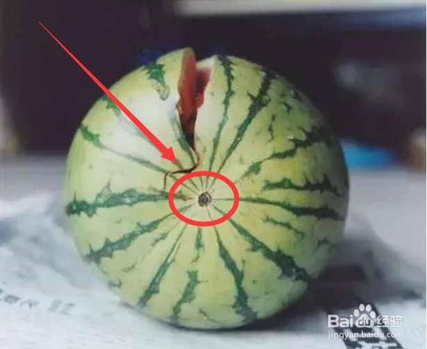 怎么挑到又熟又甜的西瓜