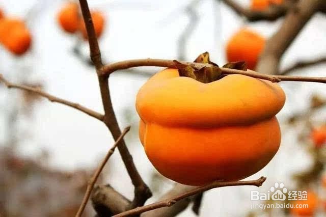 生柿子怎样变成熟柿子