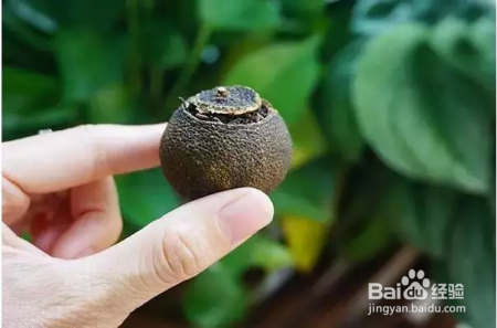 最强小青柑冲泡方法大全!(收藏)