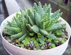 就知道用绿萝吸甲醛,这几种植物净化空气比绿萝好几倍!