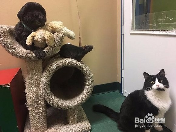 不可思议的友谊，这只老鼠竟然和猫成了好朋友！