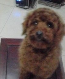 五个方法让水犬贵宾成为游泳健将