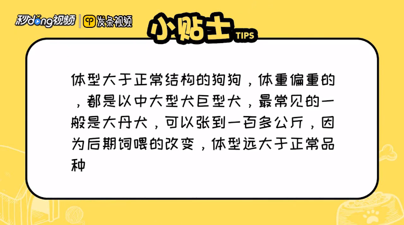 最大的狗体重约是多少千克