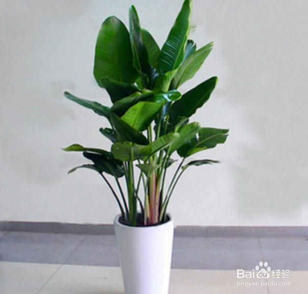 天堂鸟植物怎么养