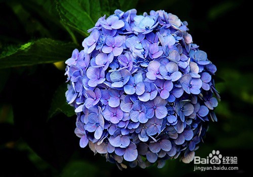 美化家庭—家庭养花小技巧