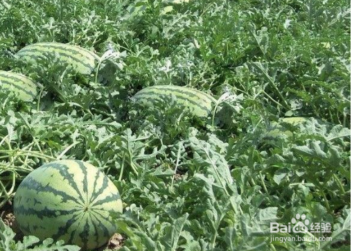 怎样制作西瓜糖吃瓜中之王要注意什么?