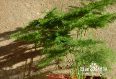 文竹应该怎么养护呢？