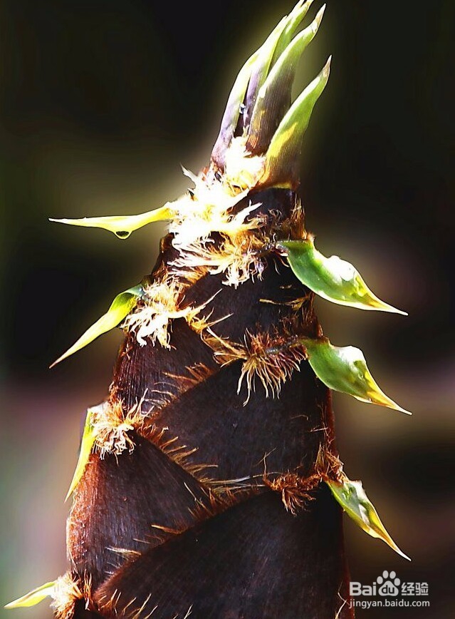 早春吃什么蔬菜最好