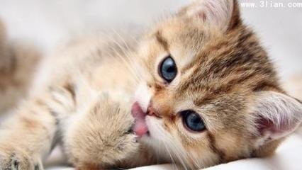 猫咪能吃生鱼生肉吗给猫吃生鱼生肉有何危害