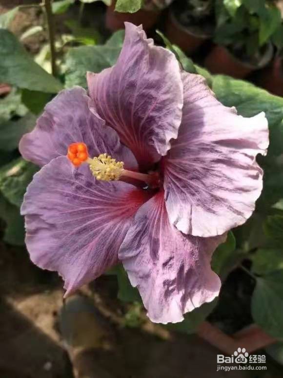 养花别乱换盆，否则黄叶枯萎不开花，越长越差