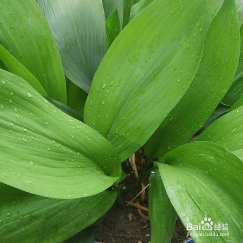 一叶兰不长的原因是什么?