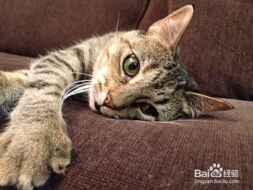 应对猫的泌尿问题