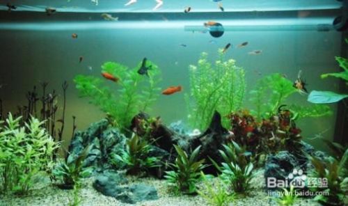 水草与鱼的生态关系如何 百度经验