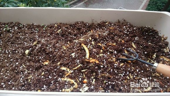 淤泥做花肥如何用