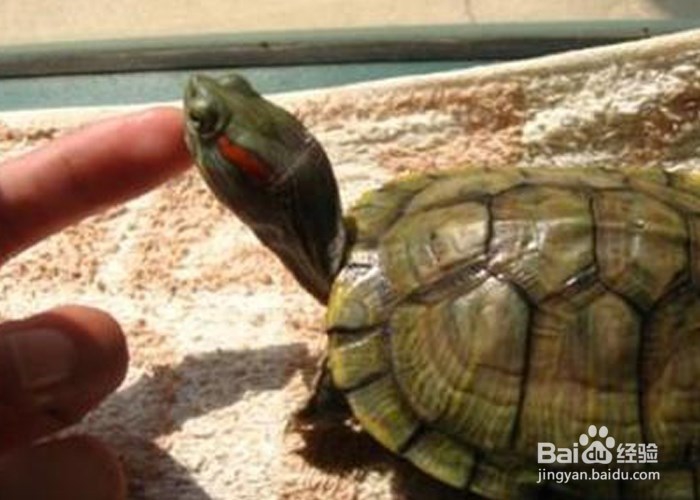 家庭养巴西龟的注意事项