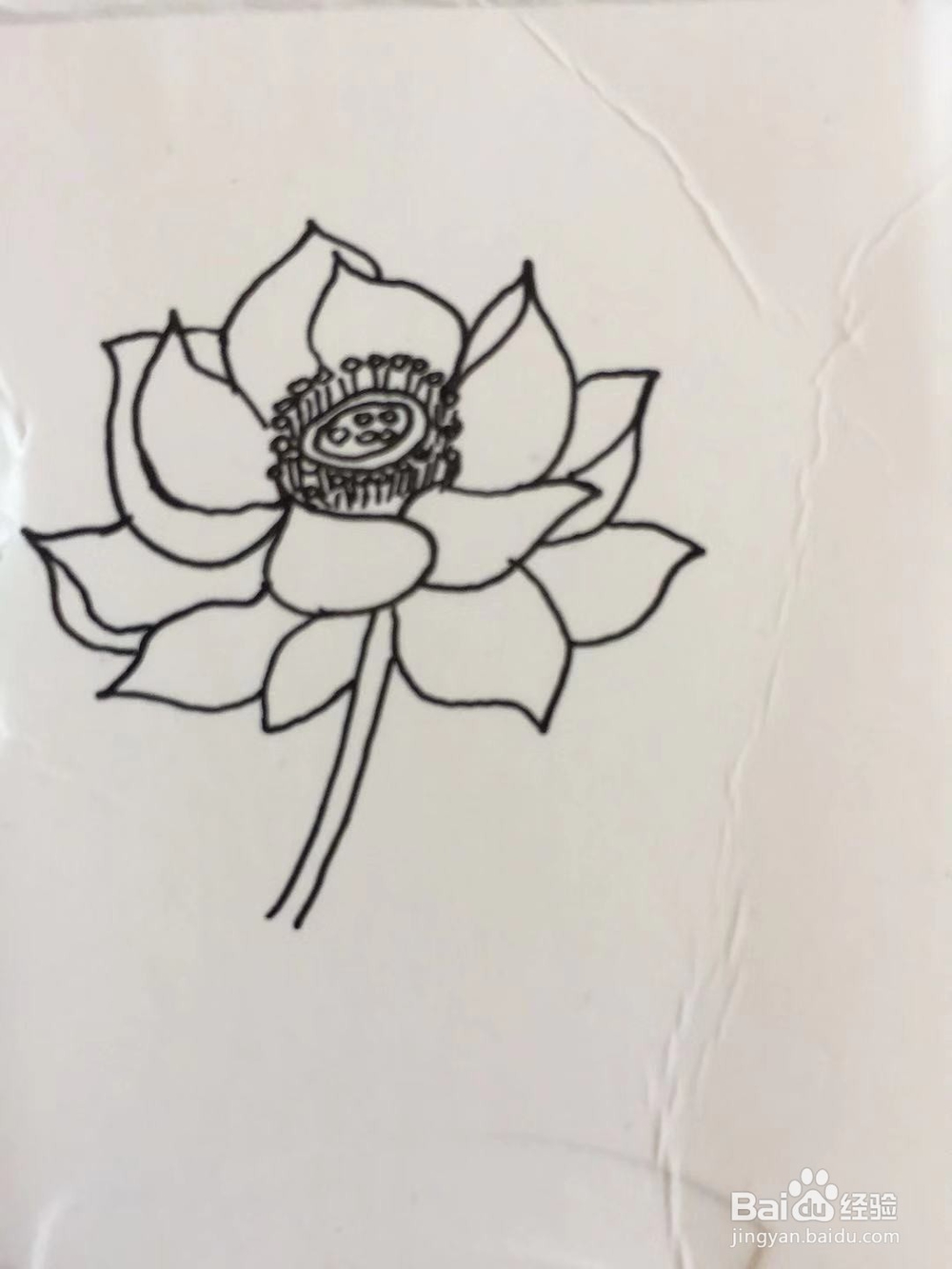 插画教程之莲花